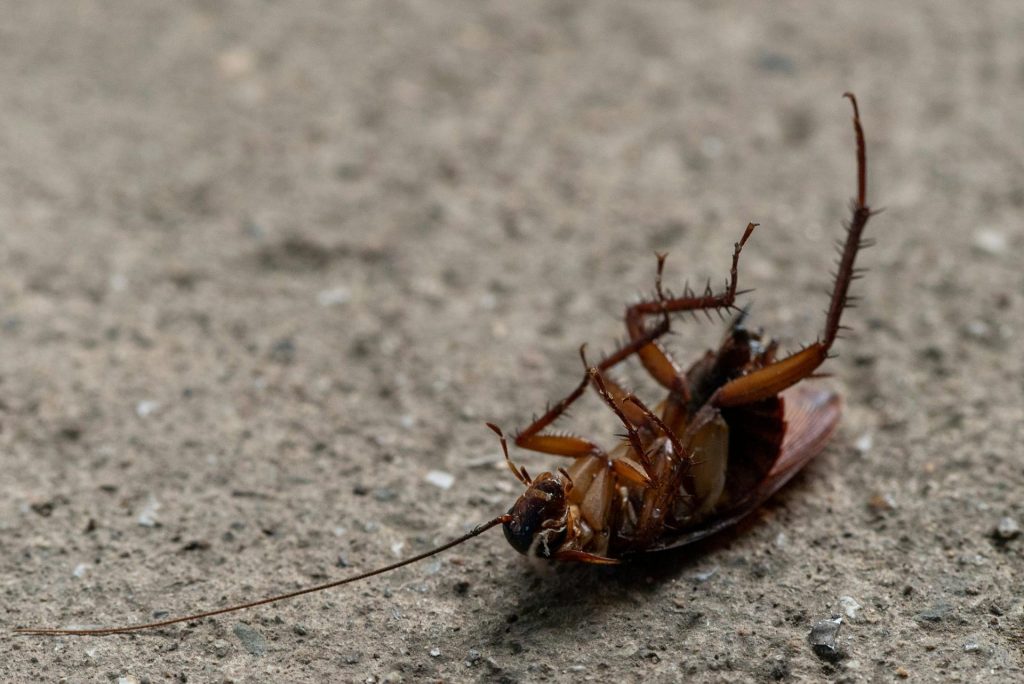 Gros plan d'un cafard mort, couché sur le dos sur une surface en béton.