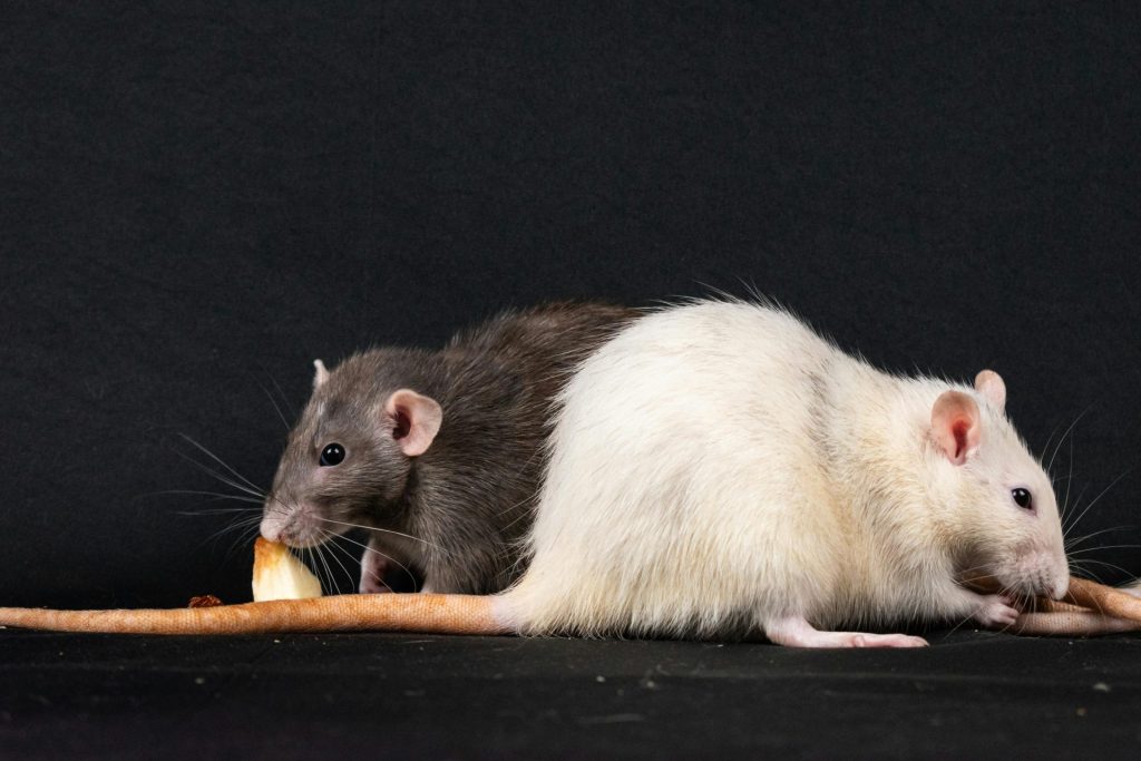 Deux rats domestiques savourent leur nourriture sur fond noir, illustrant la camaraderie entre rongeurs.