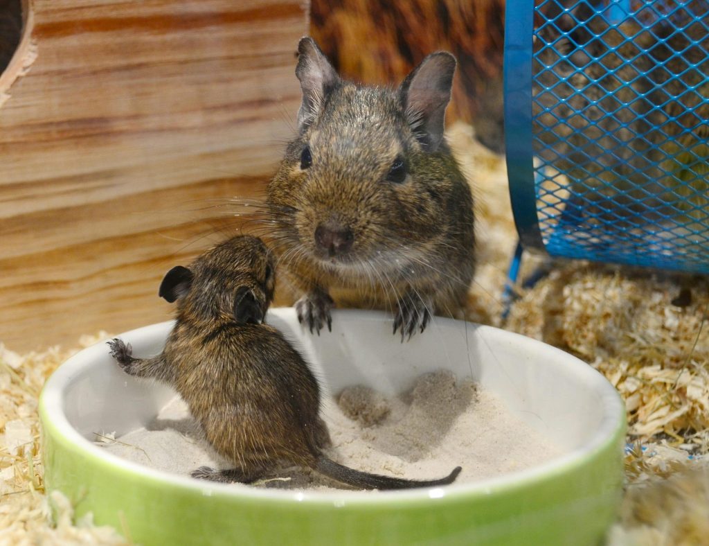 Une mère et son bébé dégu dans un enclos pour animaux de compagnie avec une gamelle.