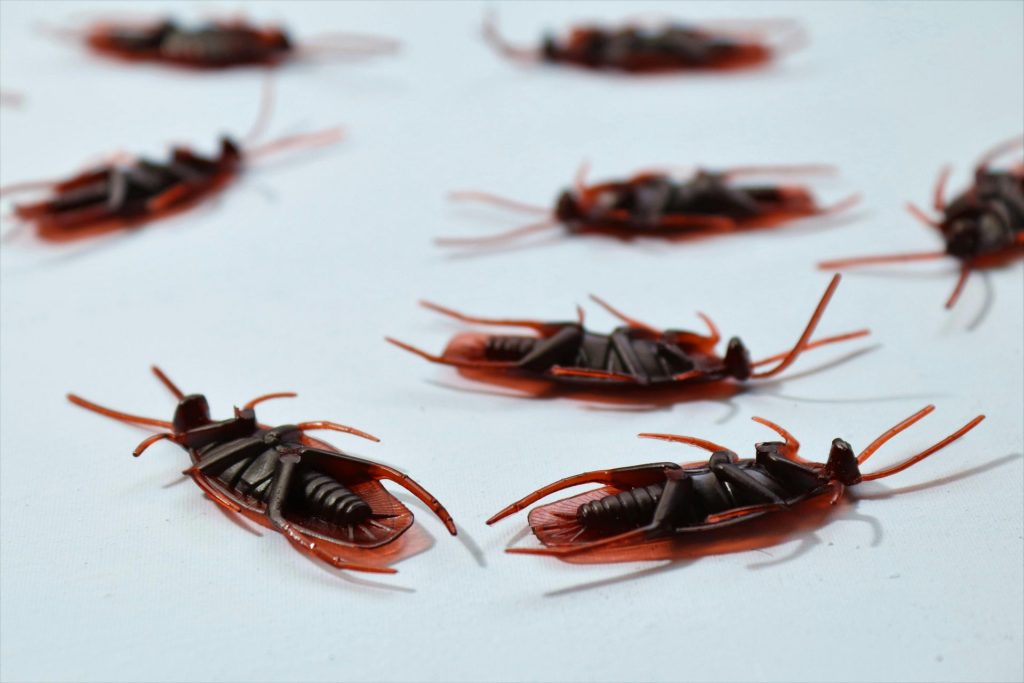 Image macro détaillée de plusieurs cafards morts éparpillés sur une surface blanche, illustrant la lutte antiparasitaire.