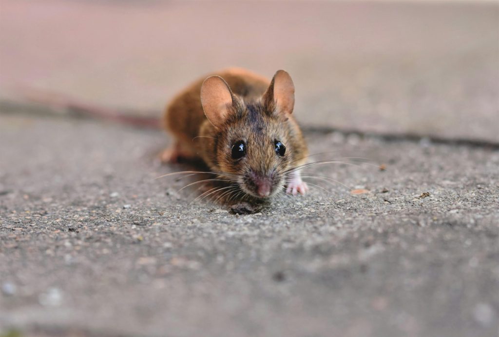 Gros plan détaillé d'une petite souris montrant ses moustaches sur une surface en béton texturée.