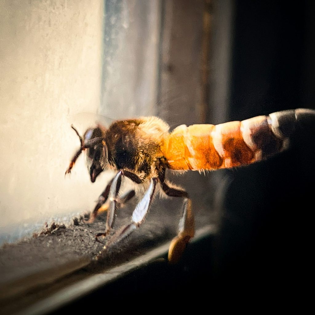 Une abeille est perchée sur une surface sombre.
